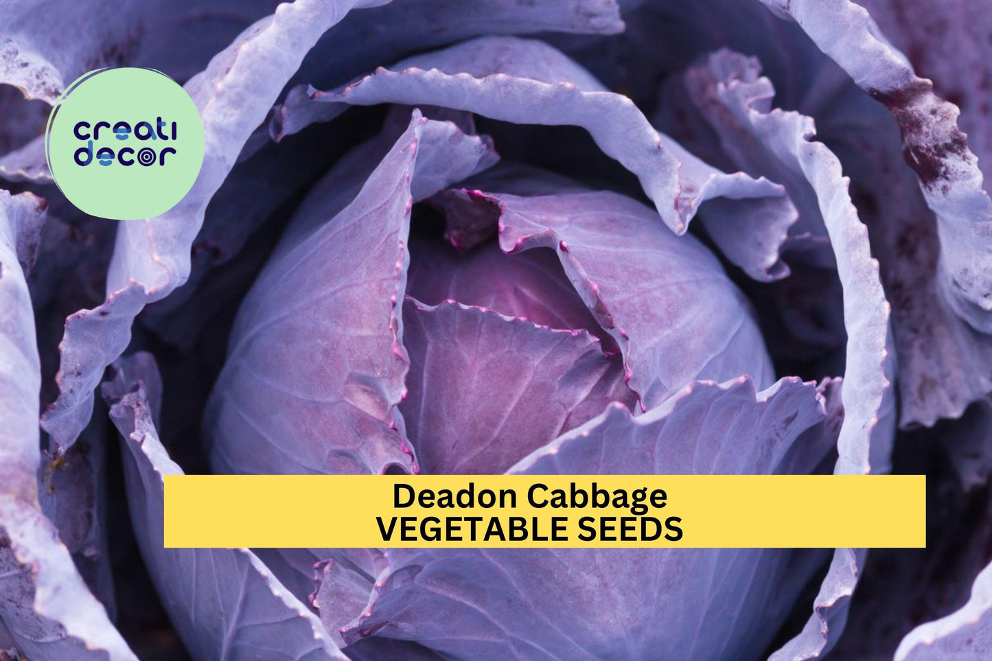 500+ Deadon Cabbage Seeds – Winter-Hardy Savoy-Style Heads for Garden Planting, Crisp Texture & Purple-Green Color – USA