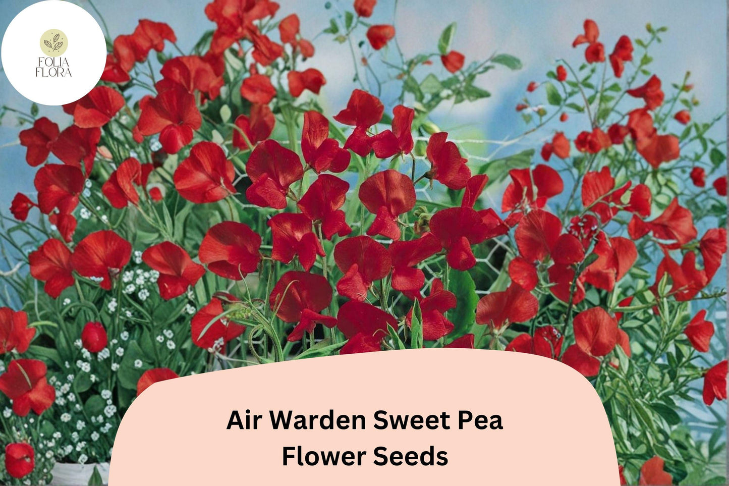 50+ Air Warden Sweet Pea Seeds for Garden Planting | Lathyrus odoratus | Fragrant Annual Climber