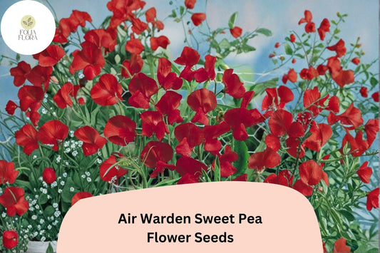 50+ Air Warden Sweet Pea Seeds for Garden Planting | Lathyrus odoratus | Fragrant Annual Climber