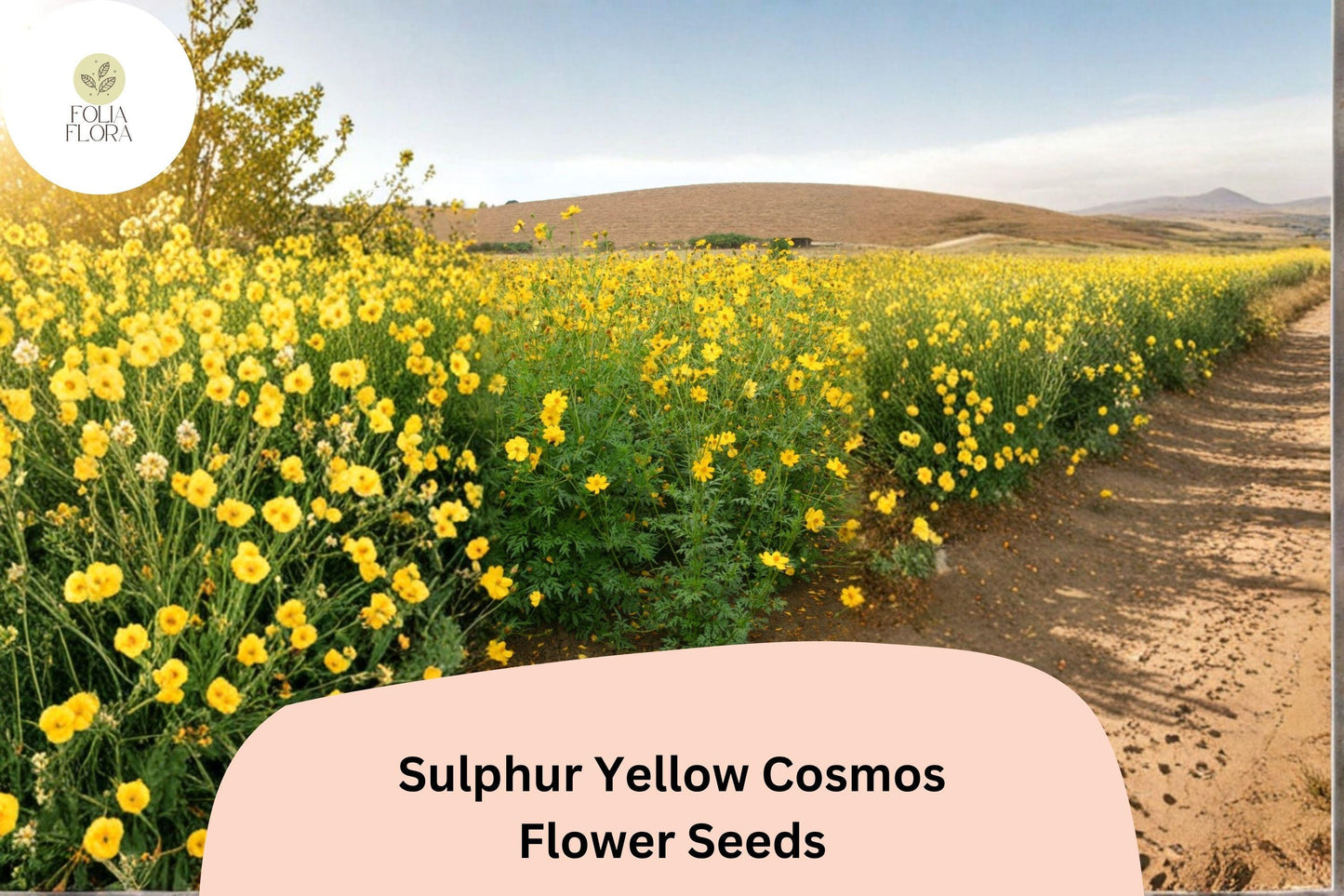 200+ Sulphur Yellow Cosmos Seeds | Cosmos sulphureus | Bright Yellow Blooms | Easy Annual Flower Seeds for Garden
