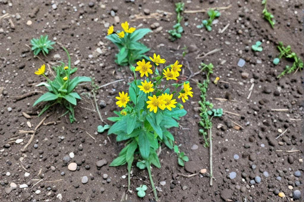 Arnica chamissonis/Meadow Arnica – 100 Seeds | Native Perennial Wildflower | Medicinal Herb | Pollinator-Friendly
