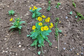 Arnica chamissonis/Meadow Arnica – 100 Seeds | Native Perennial Wildflower | Medicinal Herb | Pollinator-Friendly