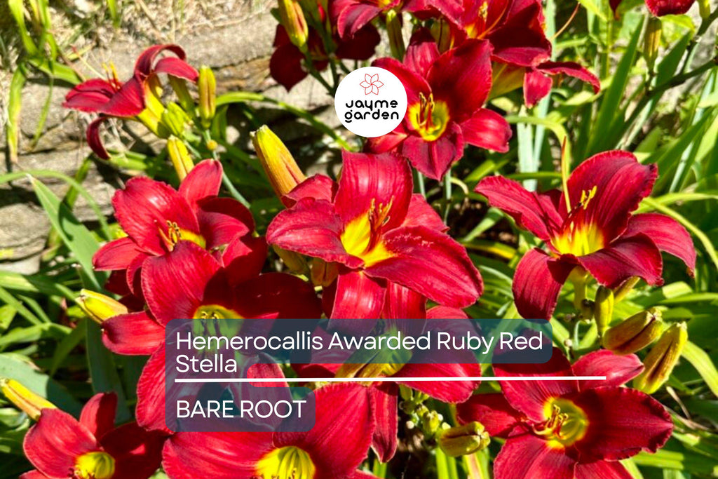 Ruby Stella Daylily Bare Root - Award-Winning, Red Blooms, Re-Blooming, Drought-Tolerant, USDA Zones 3-9