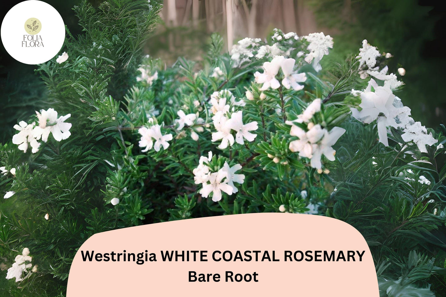 Westringia White Coastal Rosemary | 1 Live 6–12” Rooted Flowering Shrub Plant