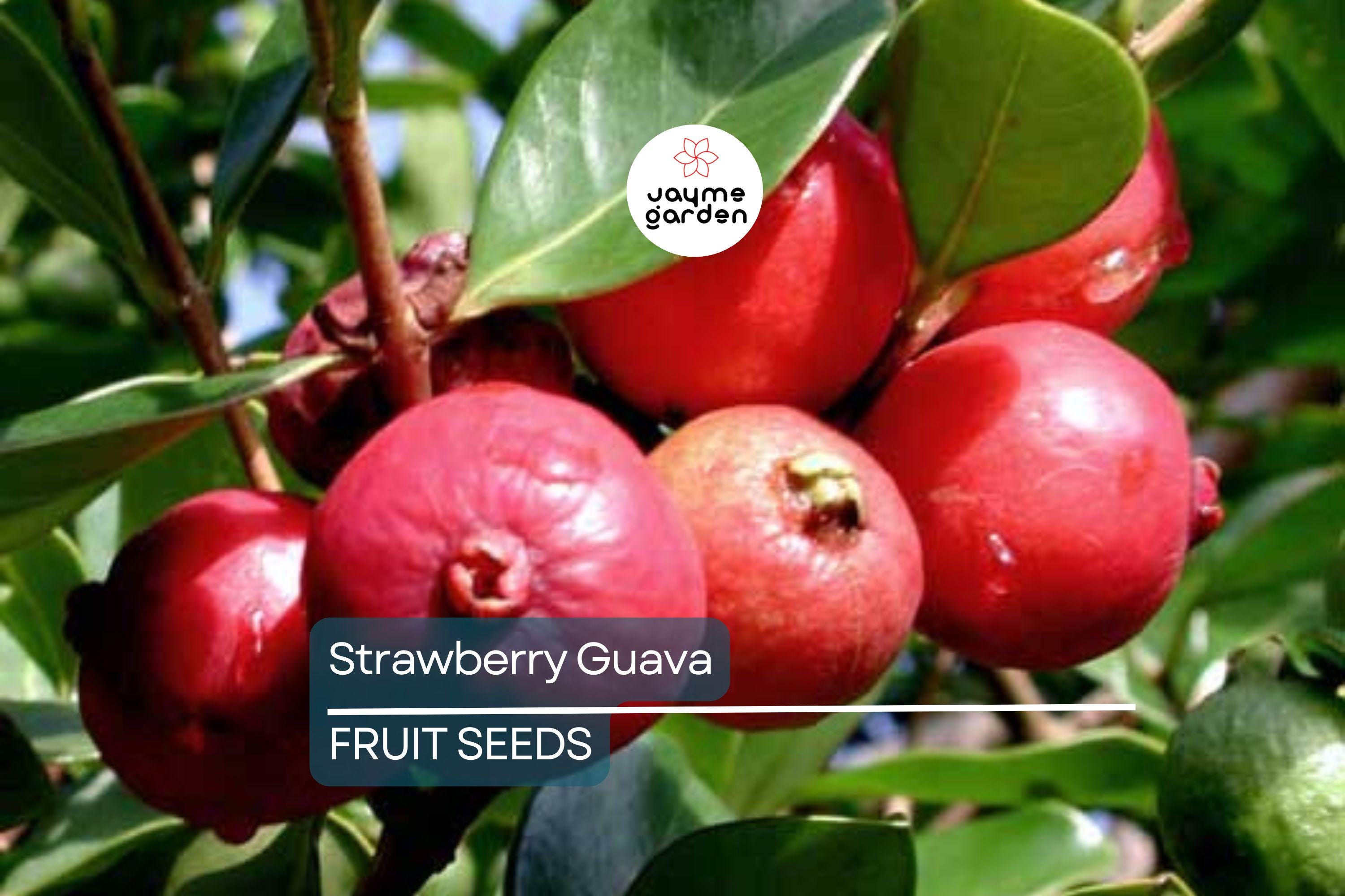 20 Strawberry Guava Seeds (Psidium cattleianum) - Exotic Edible Fruit Tree, Hardy in Zones 9-11
