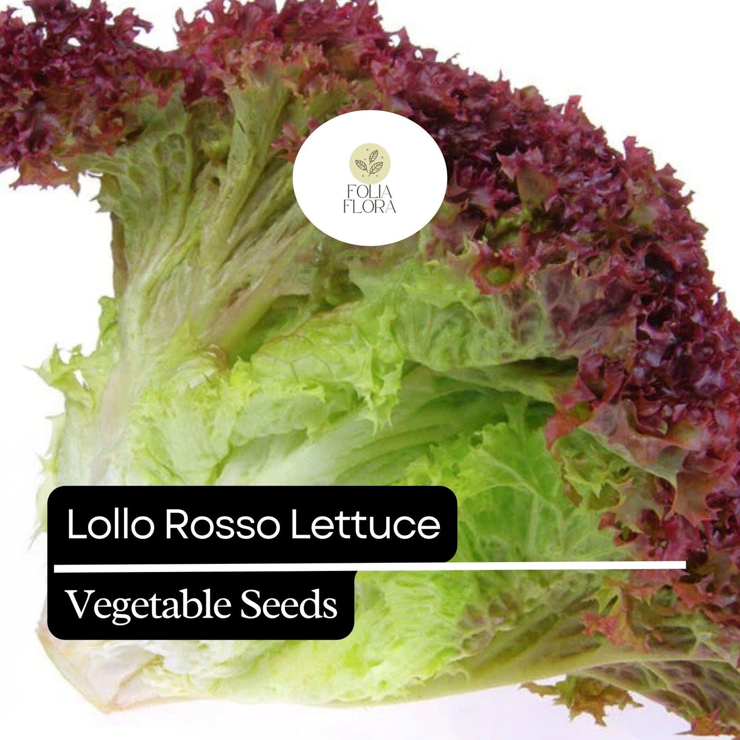 1000 Lollo Rosso Lettuce Seeds – Heirloom, Non-GMO, Frilly Red-Leaf Variety