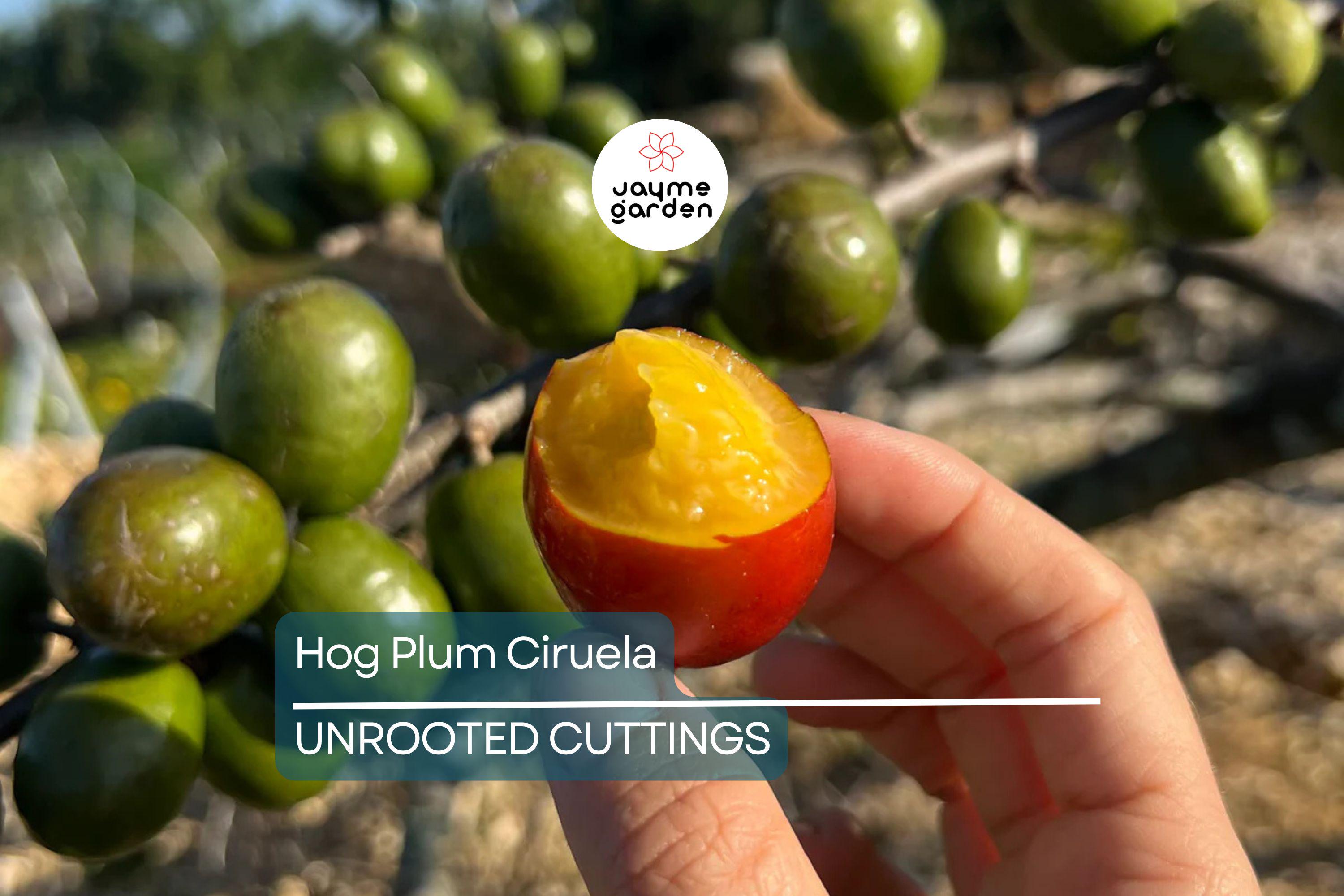 Hog Plum (Spondias Purpurea) – 5 Fresh Unrooted Spanish Plum Cuttings, 8"-10” Long