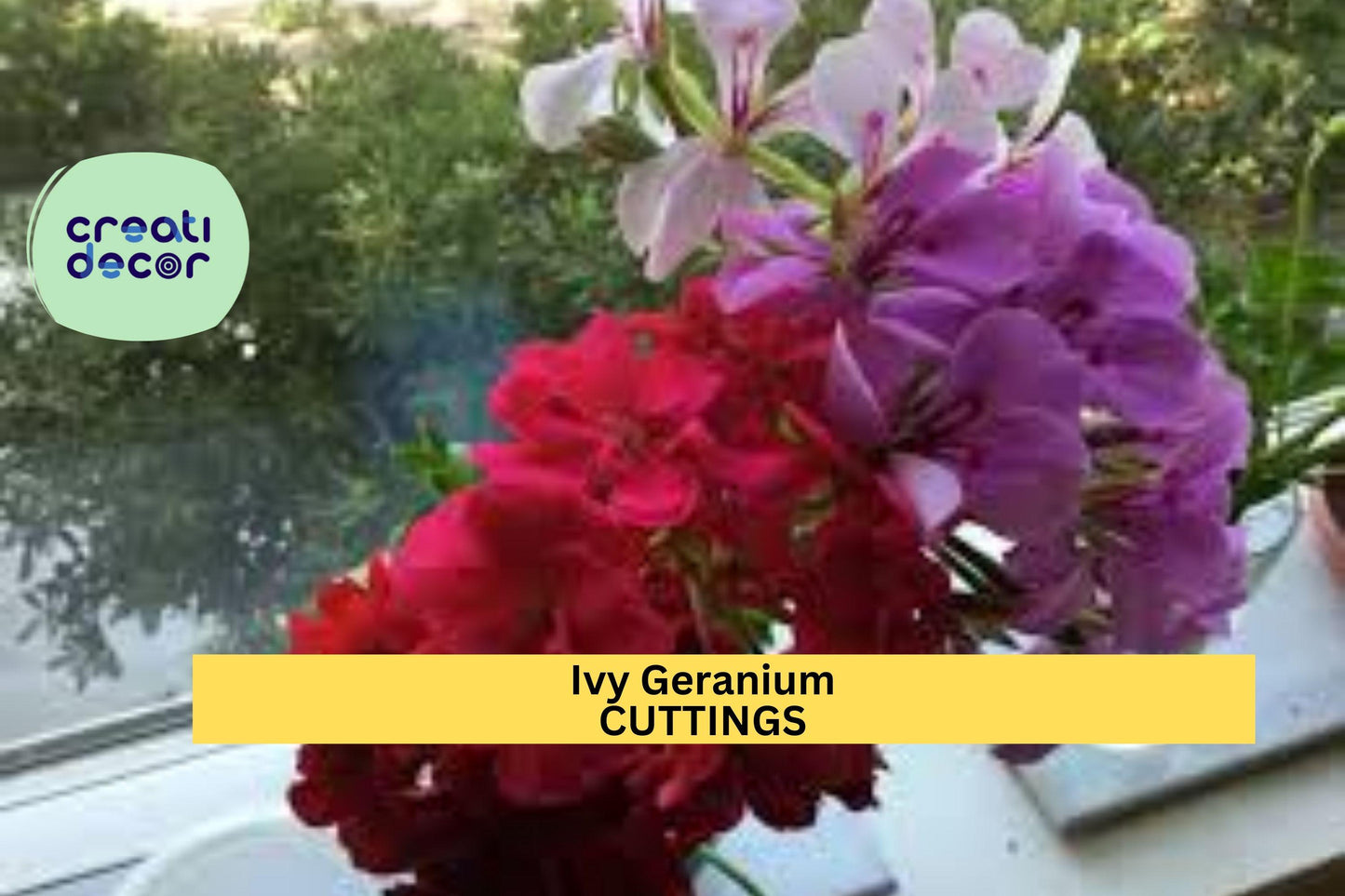Ivy Geranium Cuttings | 9 Unrooted Stems | 4 Color Mix | Trailing Flowering Plant | Easy to Root | Hanging Basket Favorite