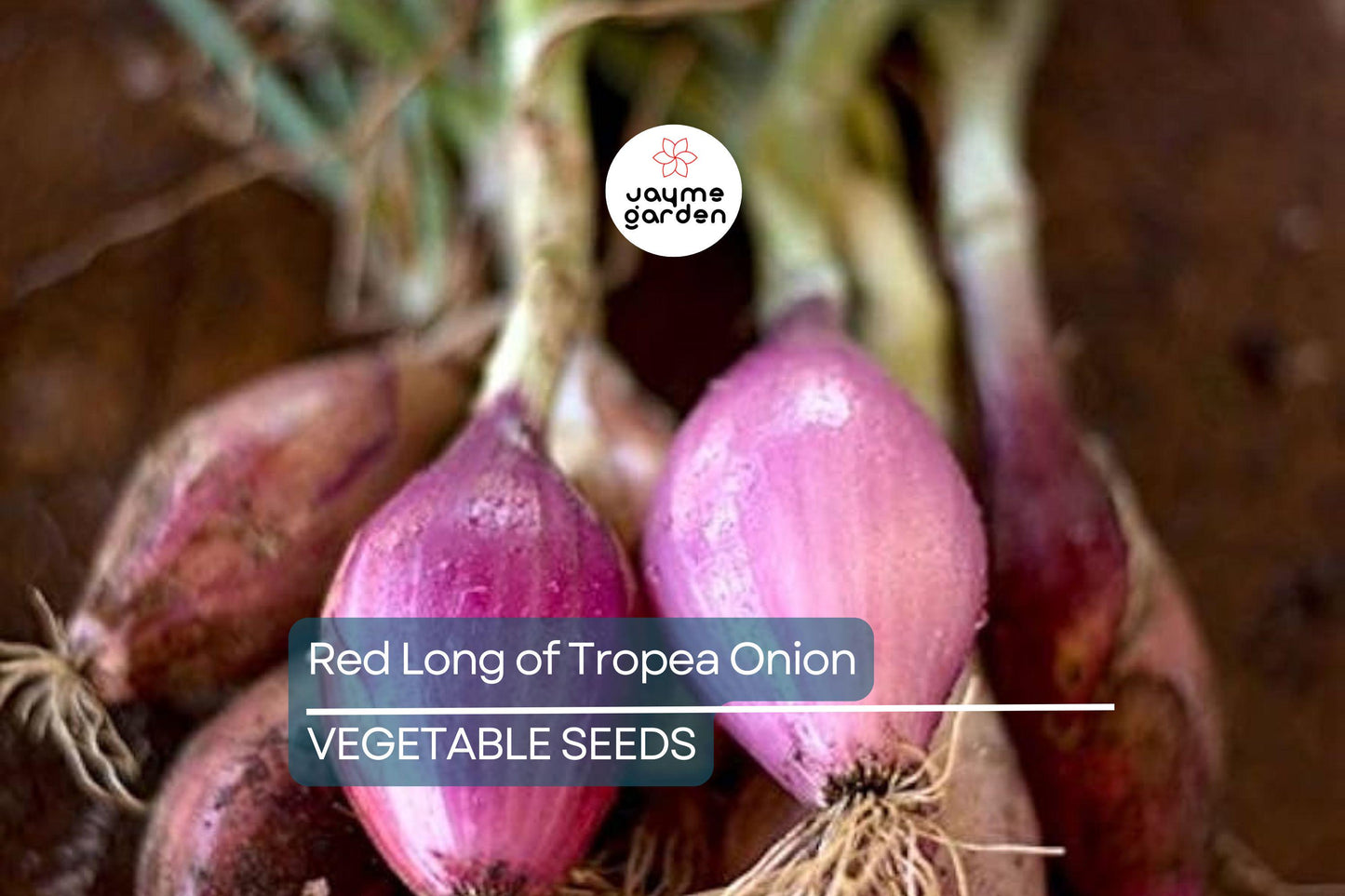 1000 Red Long of Tropea Onion Seeds - Non-GMO Heirloom | Sweet Gourmet Italian Variety | Bunching Onion | Free Shipping