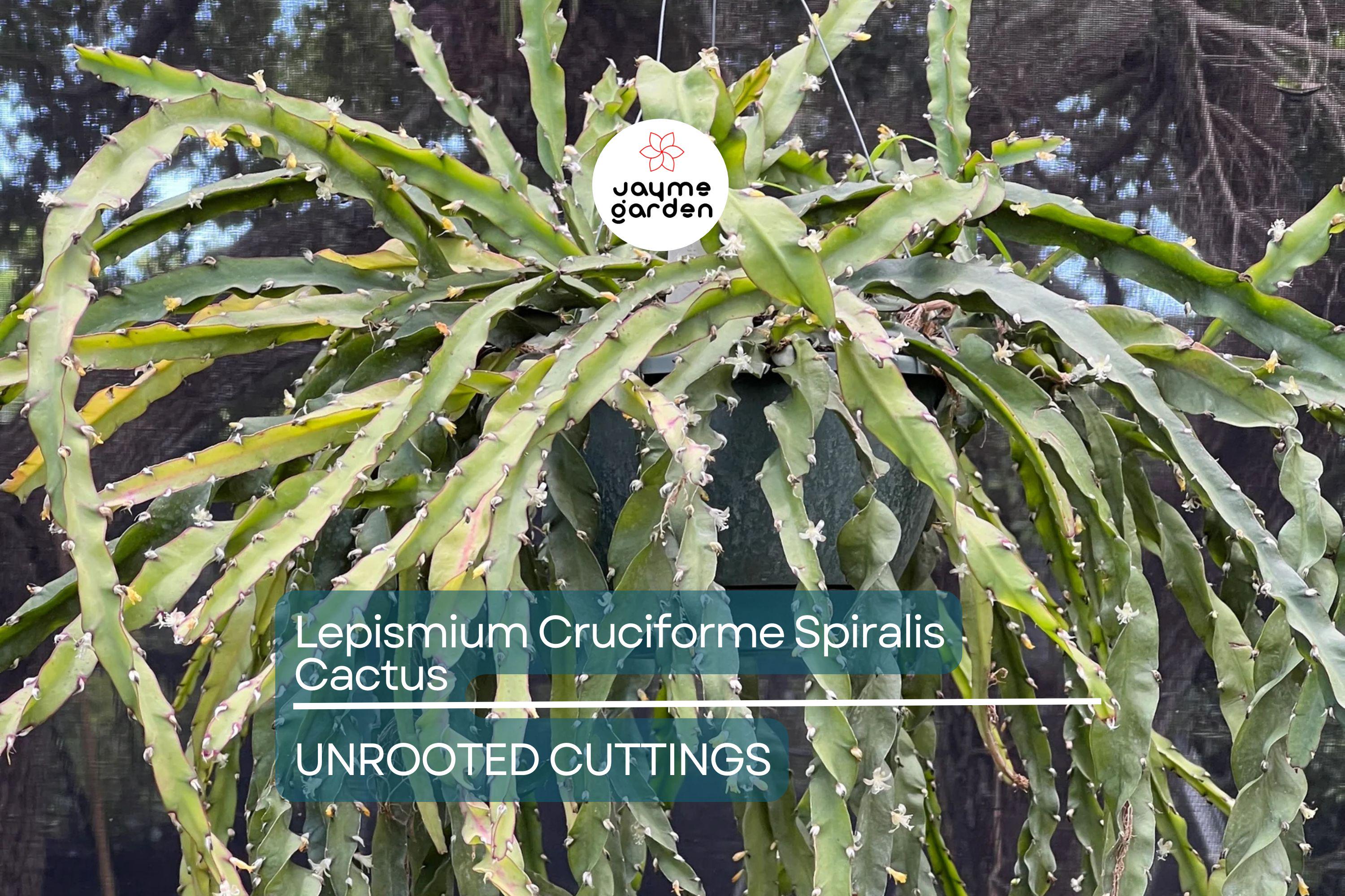 Lepismium Cruciforme Spiralis Cactus | 3 Unrooted Cuttings 4-8" | Rare Epiphytic Cactus for Grafting or Rooting