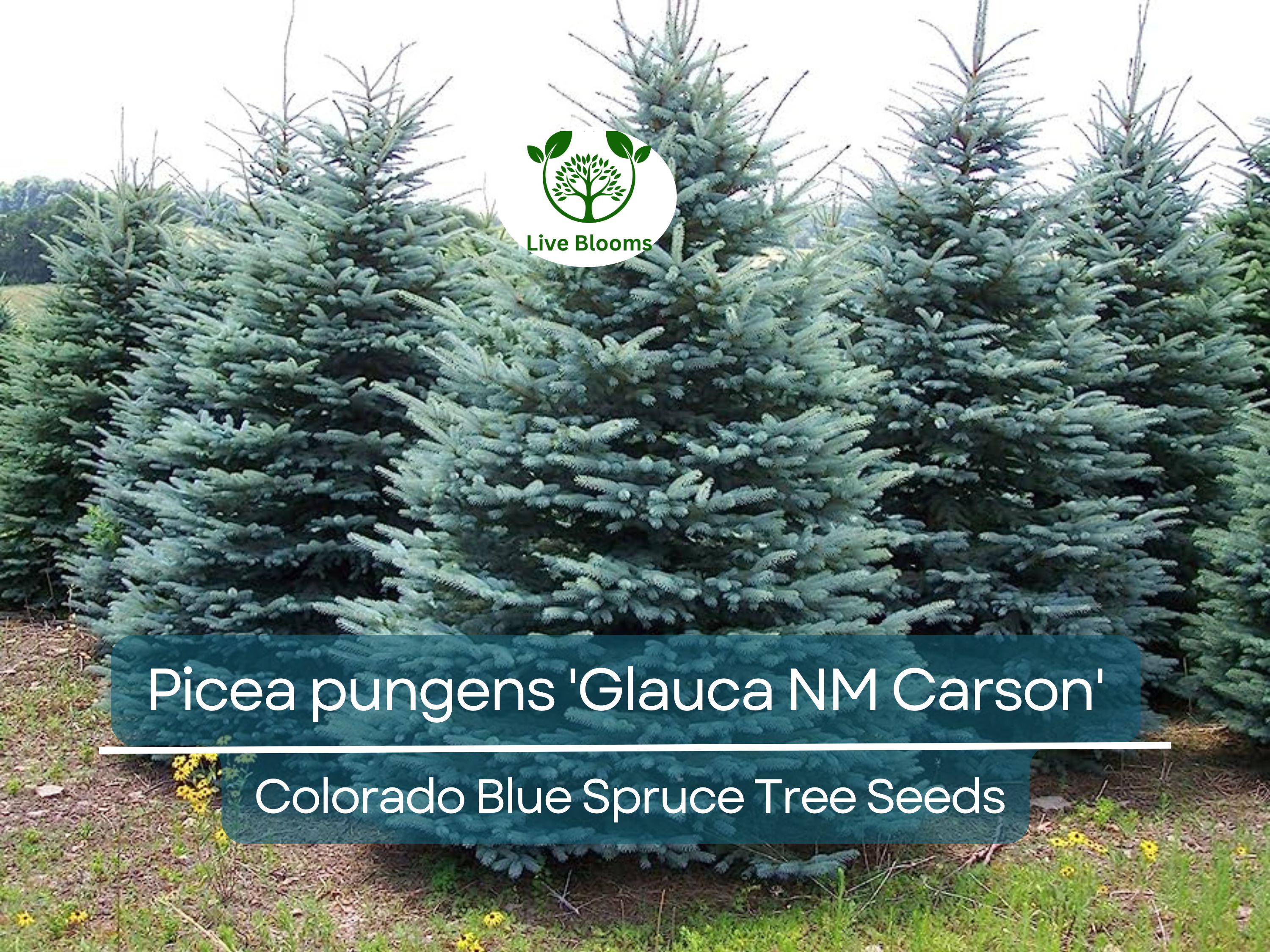 50 Seeds Picea pungens 'Glauca NM Carson' (Colorado Blue Spruce) for Planting | Ornamental Evergreen Tree for Landscaping