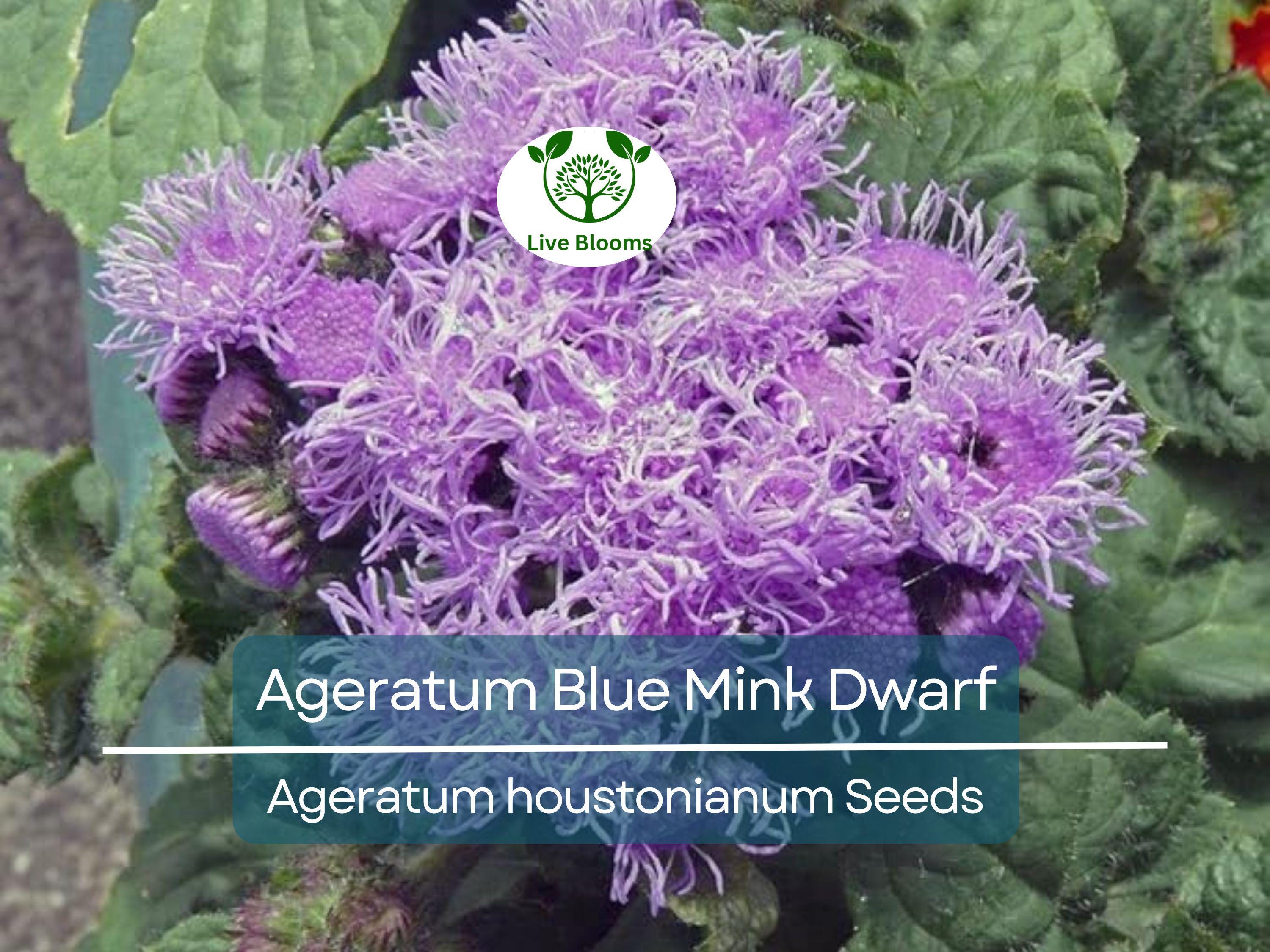 500 Seeds Ageratum Blue Mink Dwarf, Floss Flower, Purple Blooms, Monarchs Love, Non-GMO, Perennial, Butterfly Garden, Easy to Grow