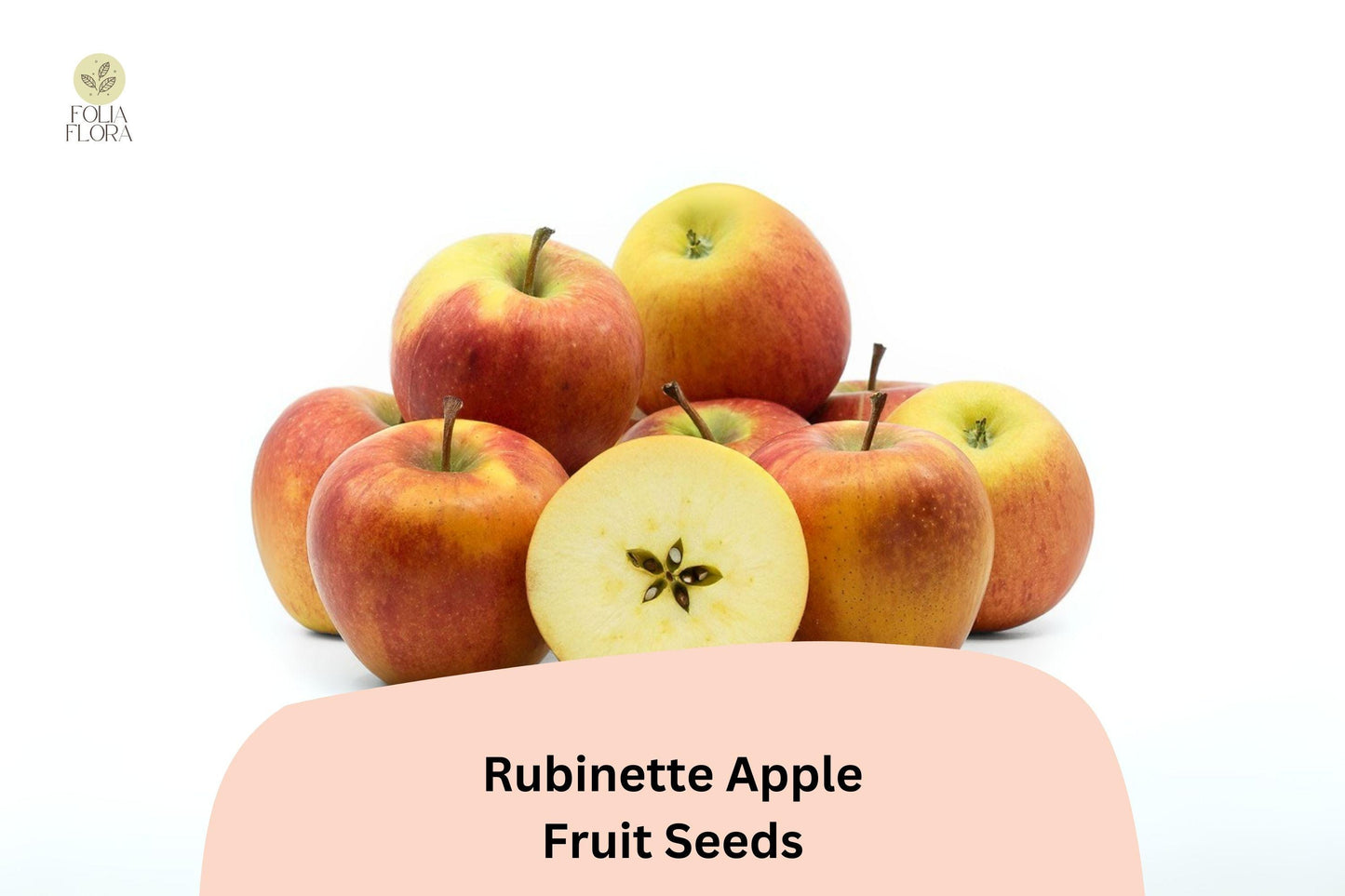 25+ Rubinette Apple Seeds | Malus domestica | Rare Heirloom Apple Variety for Home Orchard Garden Planting