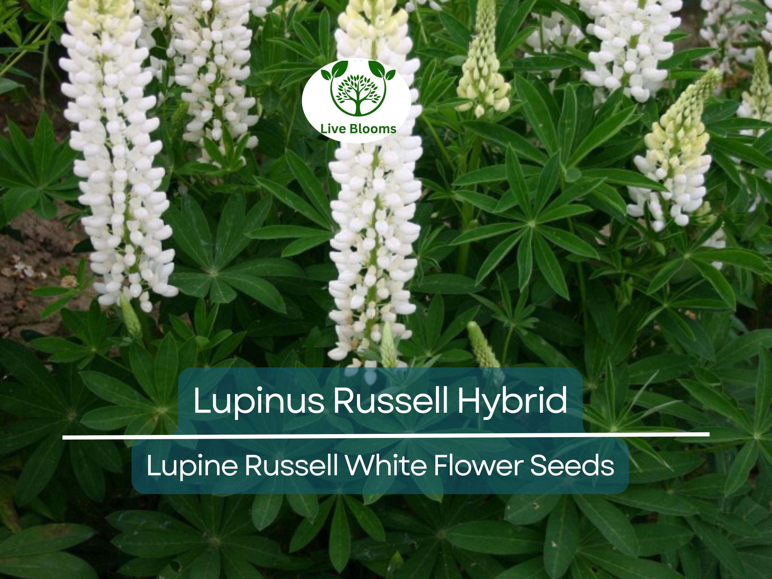 20 Seeds Lupine Russell White for Planting – Lupinus Russell Hybrid, White Flowers, Easy to Grow, Attracts Pollinators, Hardy Plant
