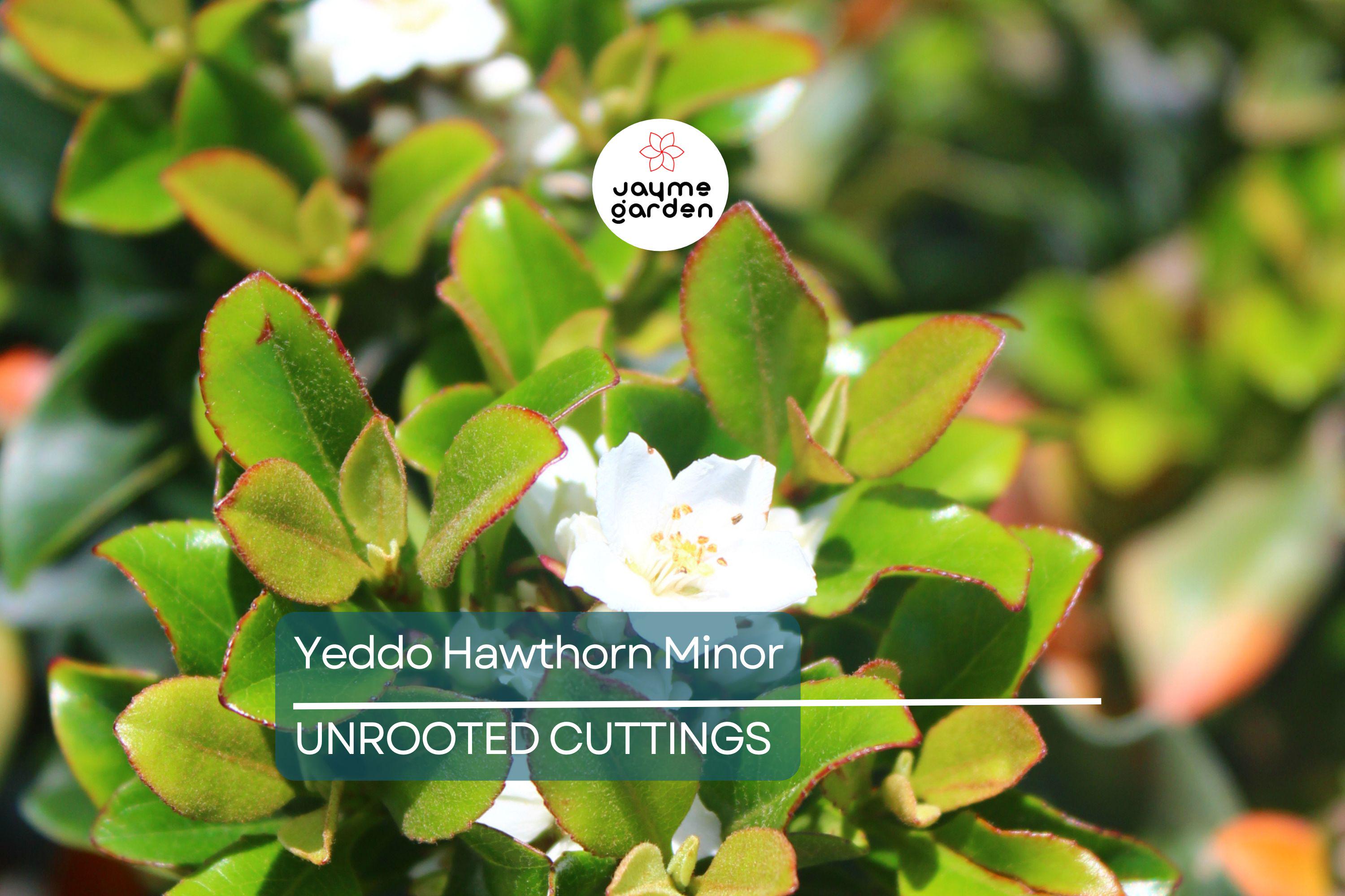 Super Rare Yeddo Hawthorn Minor - 5 Fresh Cuttings for Rooting or Grafting - Unique Ornamental Plant