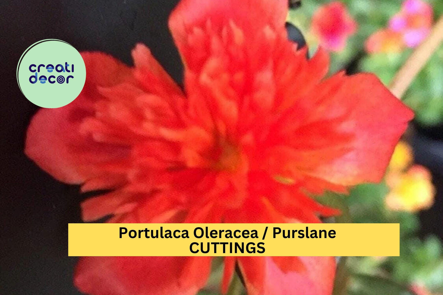 5 Cuttings DOUBLE SCARLET Portulaca Seeds | Purslane Portulaca oleracea Seeds | US Seller | Scarlet Blooms for Containers & Ground Cover