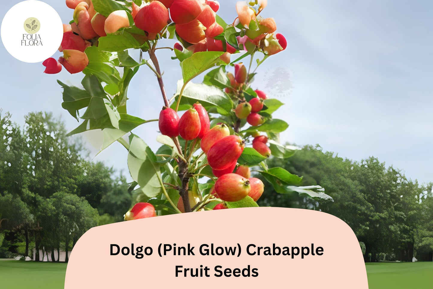 25+ Dolgo (Pink Glow) Crabapple Seeds | Malus ‘Dolgo’ Ornamental Tree | Pink Blossoms & Red Fall Fruit | Garden Planting