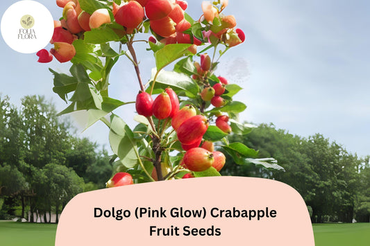 25+ Dolgo (Pink Glow) Crabapple Seeds | Malus ‘Dolgo’ Ornamental Tree | Pink Blossoms & Red Fall Fruit | Garden Planting