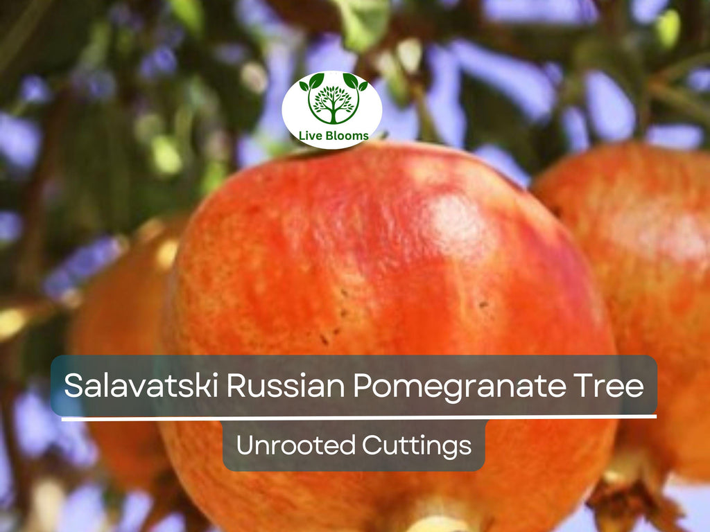 3 Salavatski Russian Pomegranate Tree Unrooted Cuttings (Punica granatum) 10 inches – Hardy, Cold-Tolerant Variety