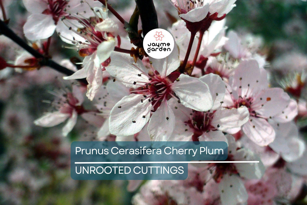 Prunus Cerasifera Cherry Plum Cuttings, 3 Unrooted 6” Plants, Dark Purple Foliage, Pink Flowers, Edible Fruit, USDA Zones 5-8