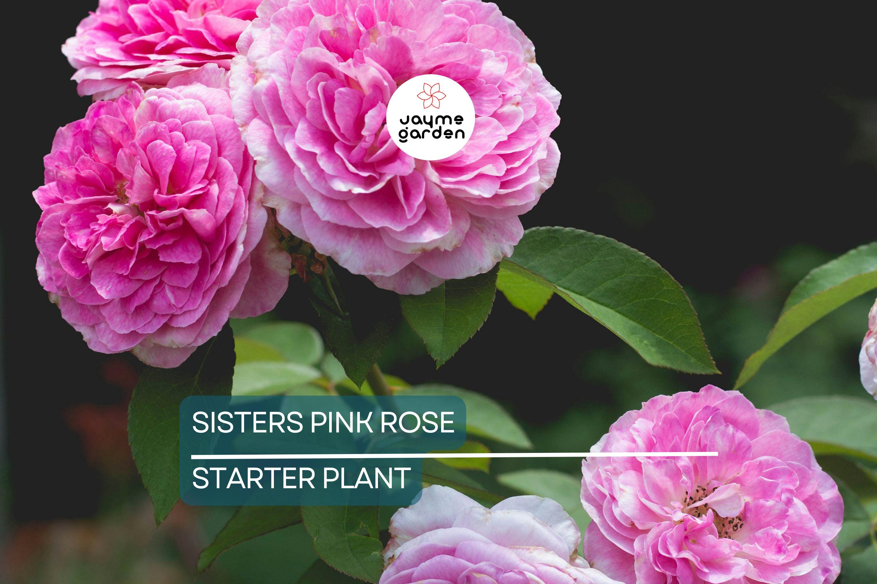 Live Heirloom 7 Sisters Pink Rose Bush | Climbing Multiflora Rambler | 3–6" Starter Plants | Bare Root Baby Roses