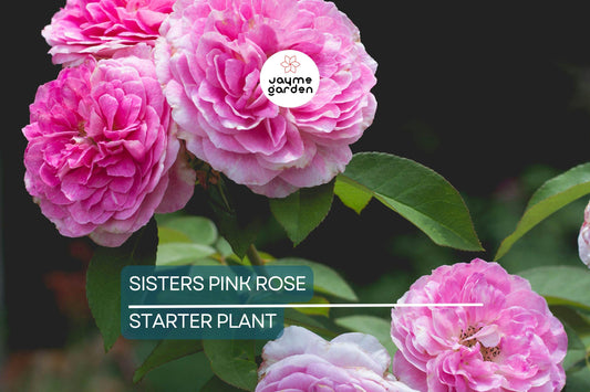 Live Heirloom 7 Sisters Pink Rose Bush | Climbing Multiflora Rambler | 3–6" Starter Plants | Bare Root Baby Roses