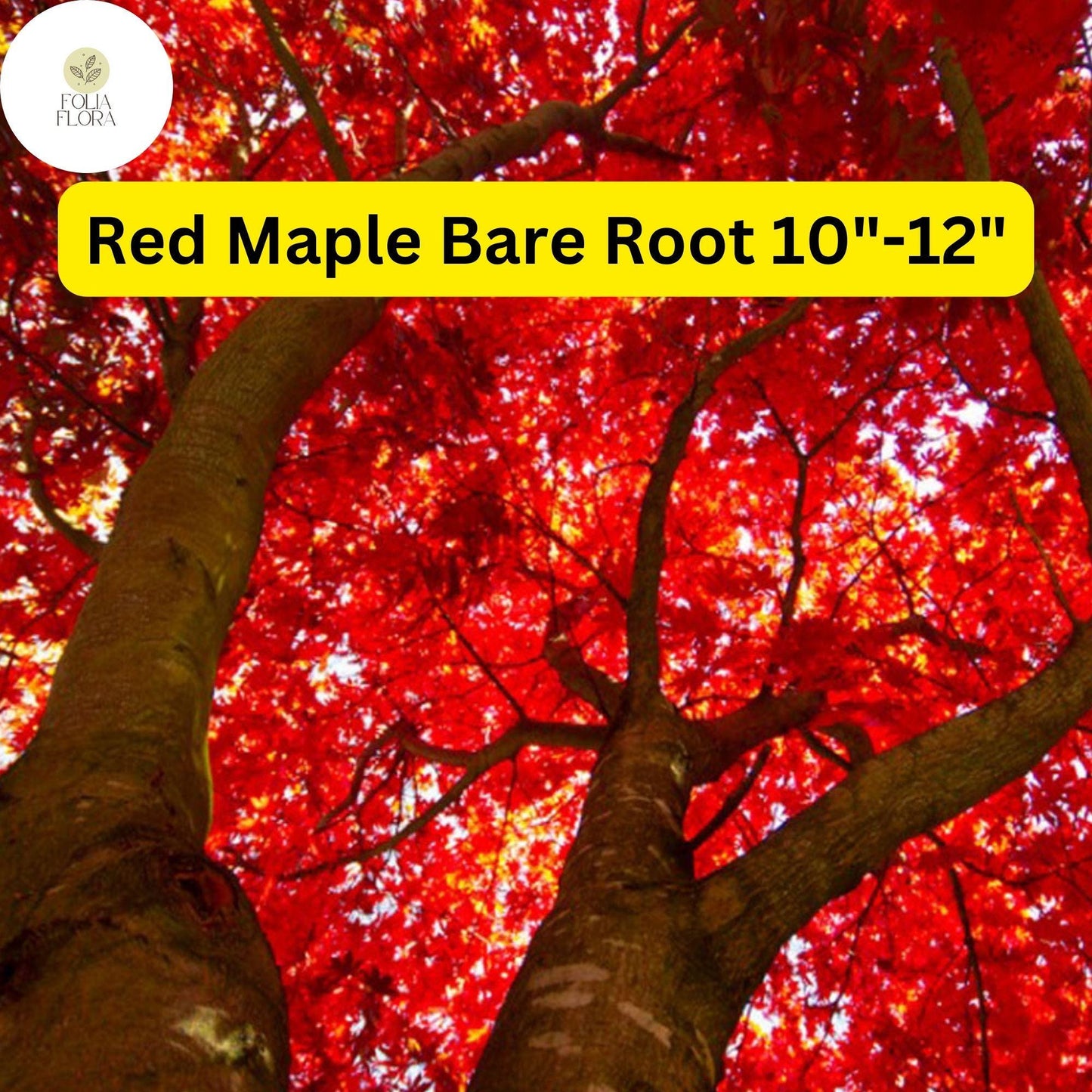 Red Maple Tree (Acer rubrum) 2-Pack Live Bare Root Plants 10"-12"