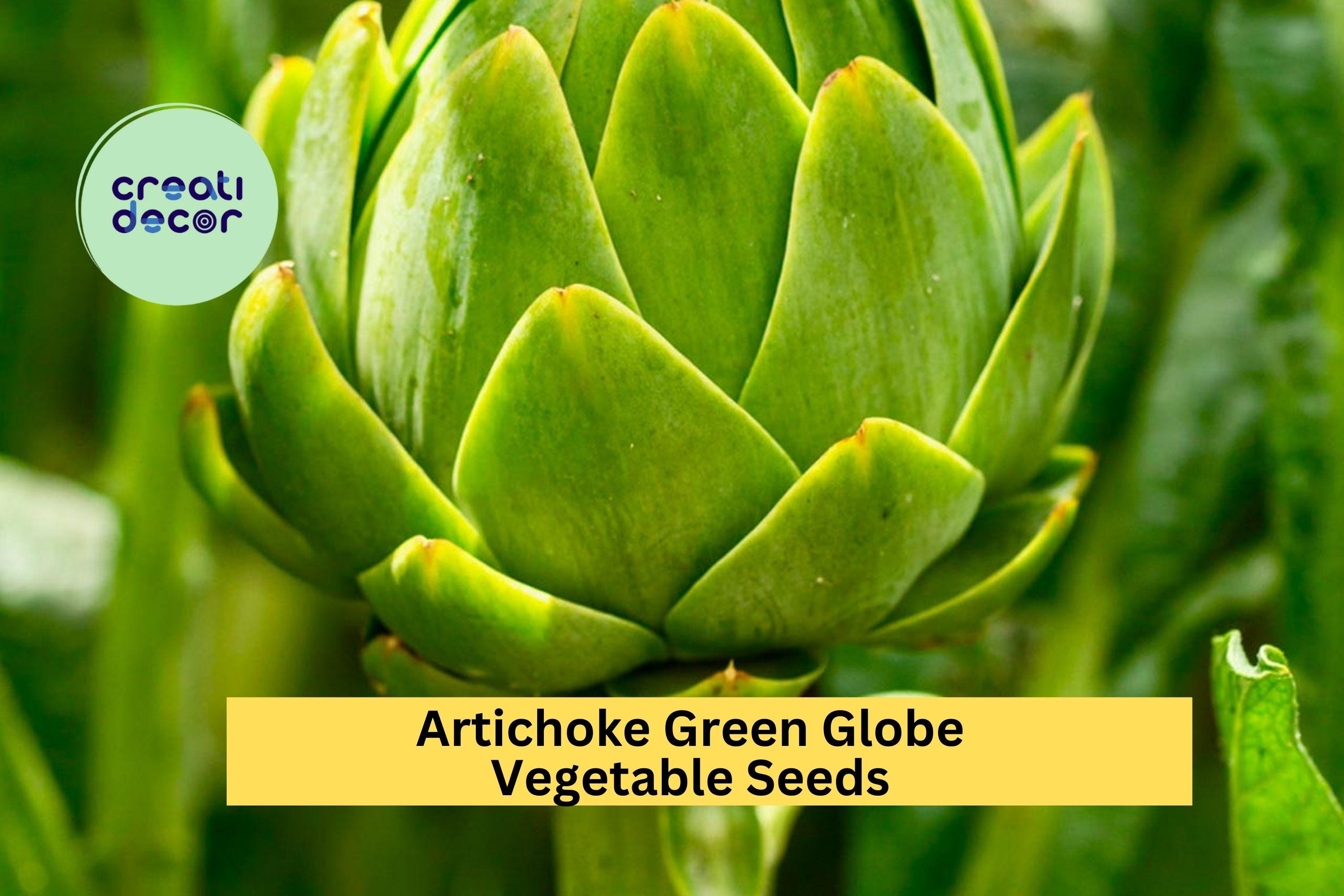3pcs x 500mg Green Globe Artichoke Seeds – Heirloom Variety for Garden Beds, Containers, or Raised Vegetable Plots Seeds for Planting