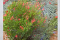 Flame Acanthus 1 Plant 1 Gallon (Anisacanthus quadrifidus) Texas Native Shrub