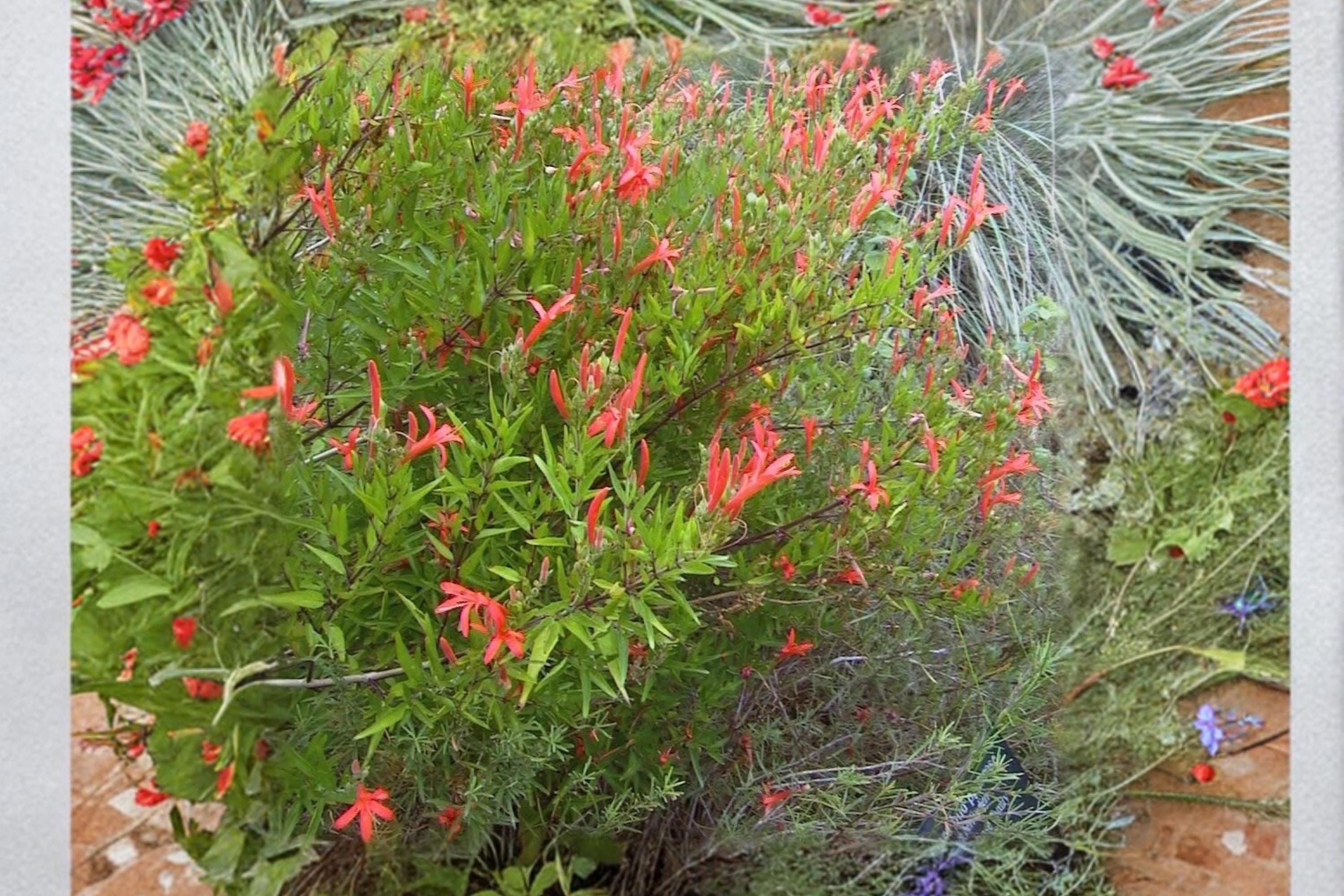 Flame Acanthus 1 Plant 1 Gallon (Anisacanthus quadrifidus) Texas Native Shrub