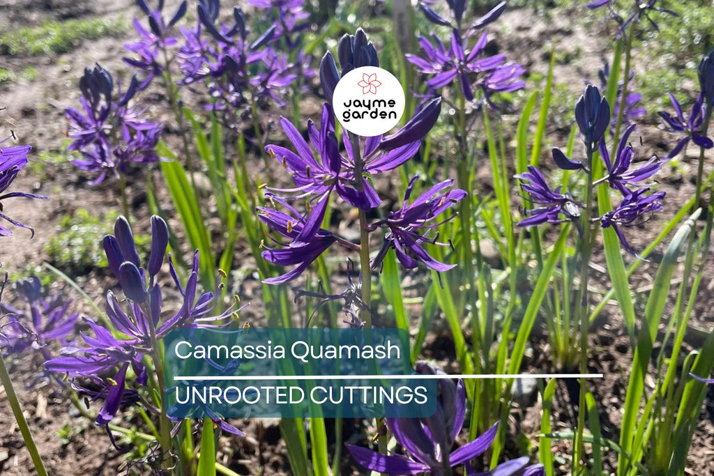 Camassia Quamash Bulbs - 5 Live Flower Bulbs, Deer-Resistant, Lavender-Blue Blooms, USDA Zones 4-8, Easy to Grow