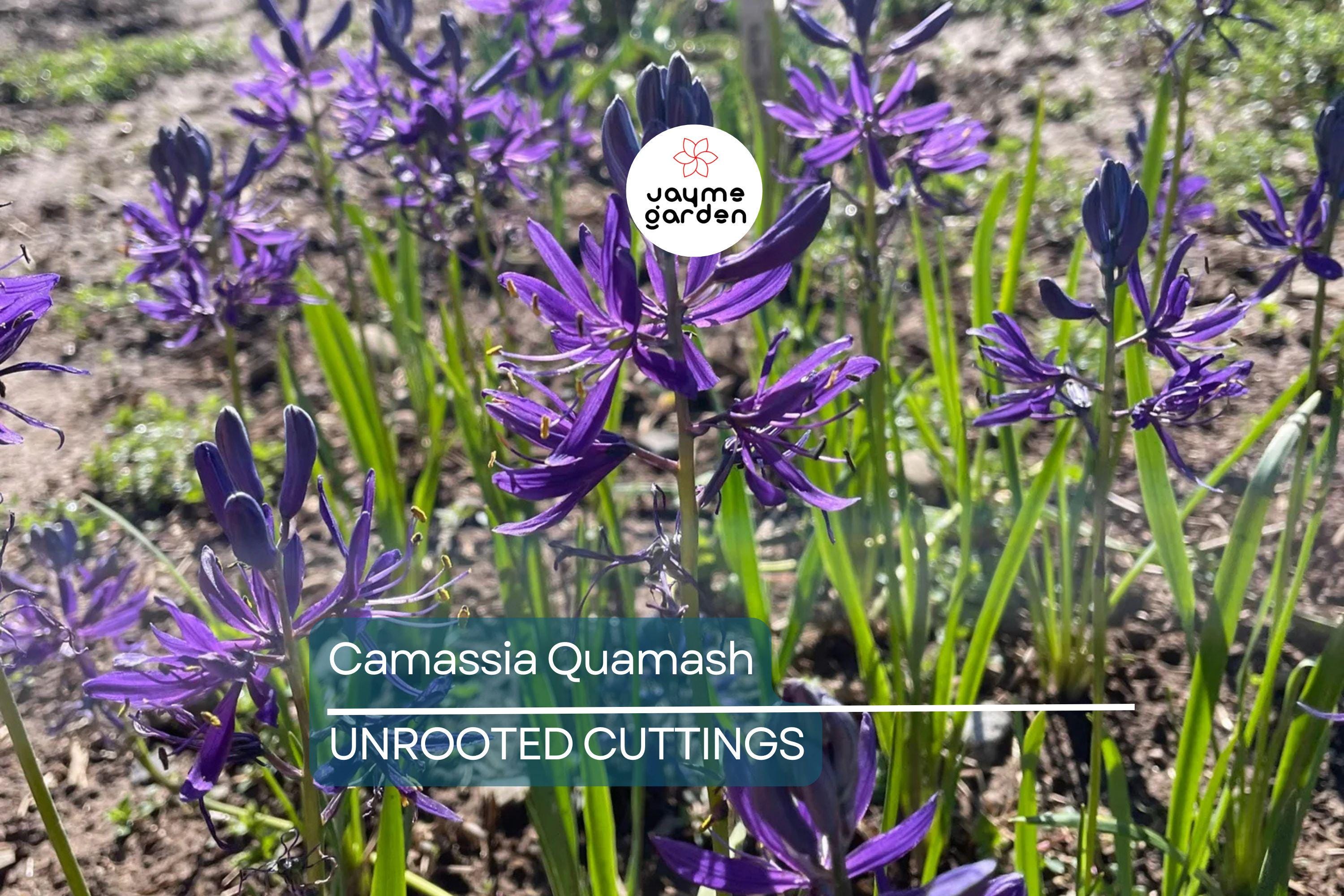 Camassia Quamash Bulbs - 5 Live Flower Bulbs, Deer-Resistant, Lavender-Blue Blooms, USDA Zones 4-8, Easy to Grow