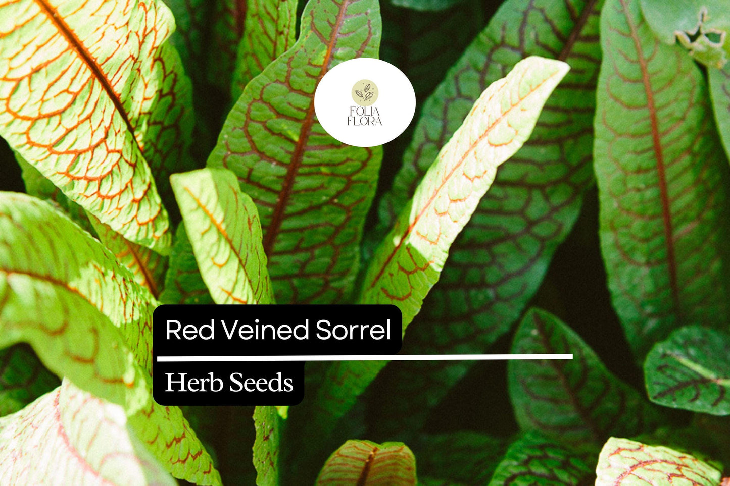 250 Seeds Red Veined Sorrel (Rumex sanguineus) – Striking Culinary Herb with Tangy Flavor for Salads and Garnishes