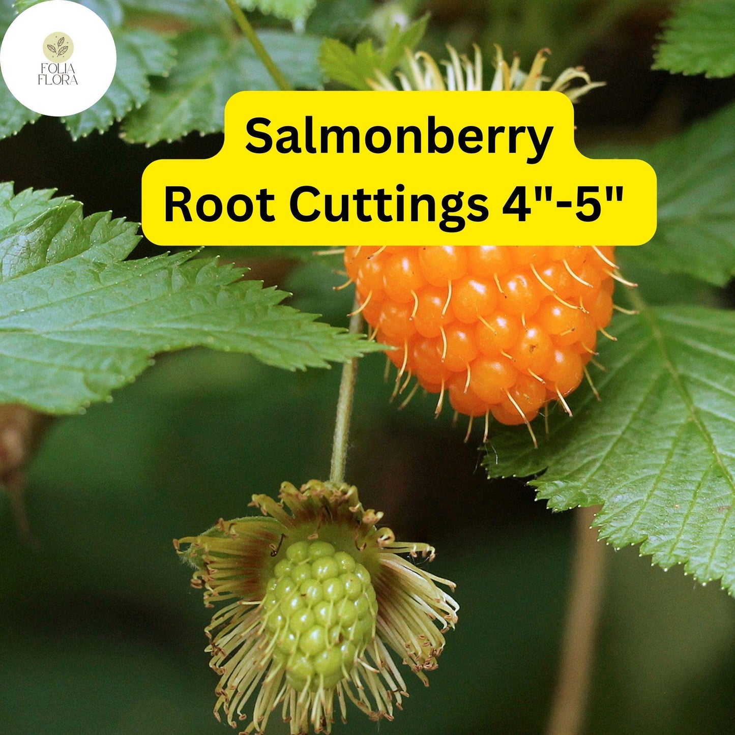 5 Salmonberry Root Cuttings 4"-5", Live Plants Rhizomes, Rubus spectabilis, Organic Perennial, Edible Berries