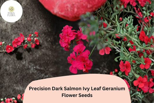 25+ Precision Dark Salmon Ivy Leaf Geranium Seeds | Trailing Geranium | Salmon Blooms for Hanging Baskets