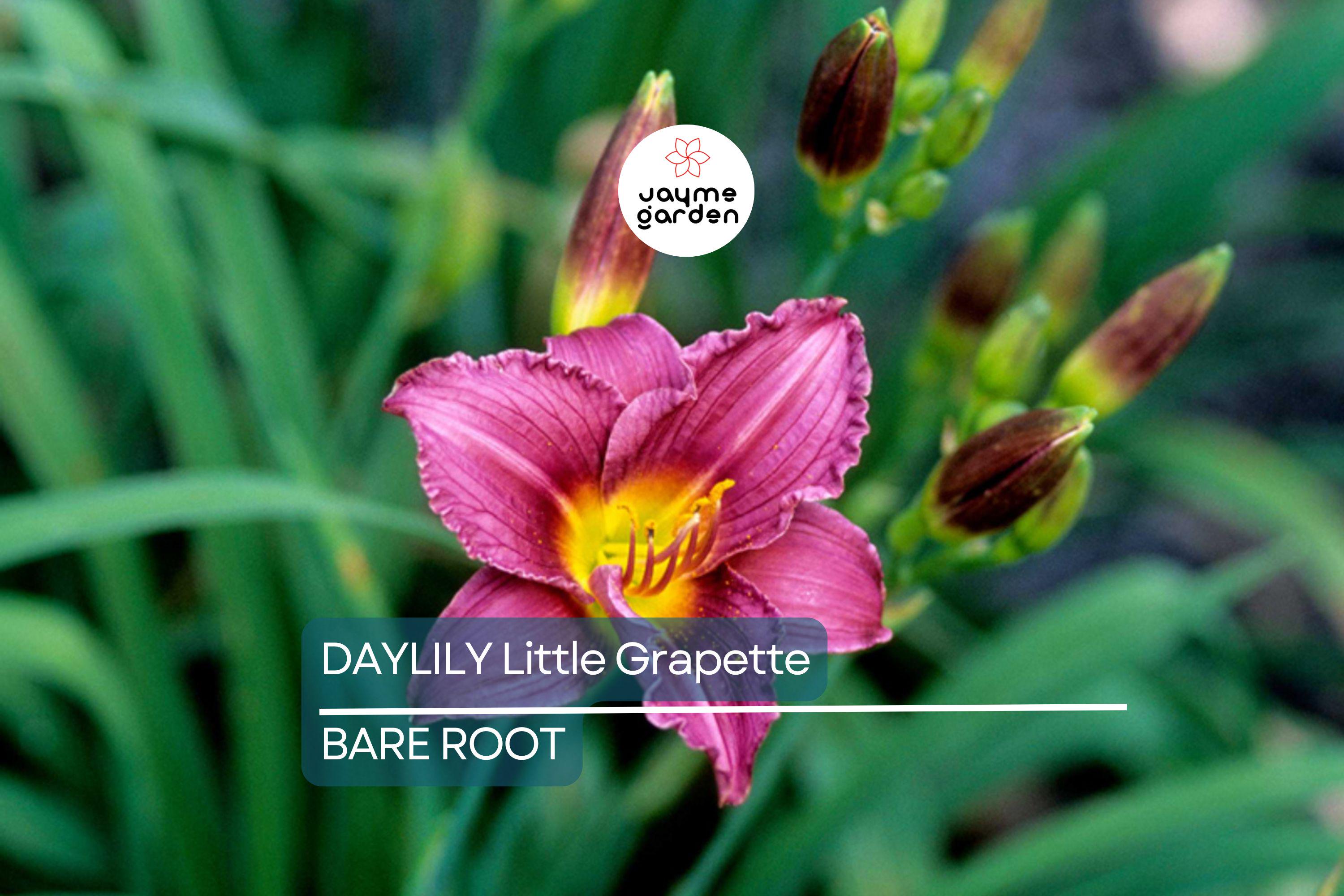 Little Grapette Daylily | Live Bare Root Plant | Compact & Hardy | Perennial Flower | Purple Blooms | Easy to Grow | USDA Zones 3-9