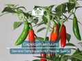 250 mg Seeds Serrano Tampiqueno Hot Pepper – Capsicum annuum | Heirloom Spicy Pepper Seeds for Planting, Gardening & Bold Flavor
