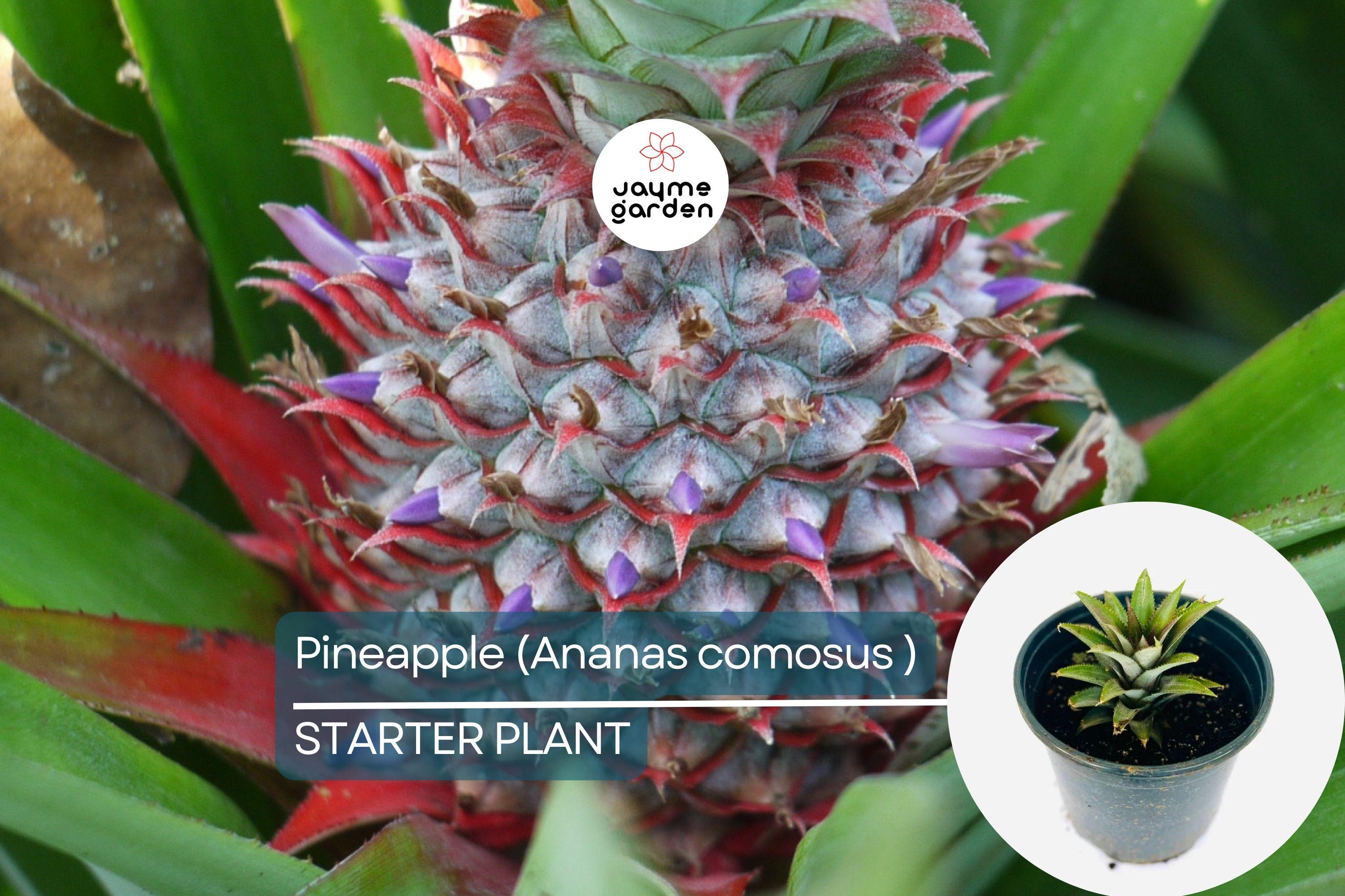 Pineapple Starter Plant (Ananas comosus) Sweet Tropical Fruit Live Plant 12”-24” | Easy Care & Juicy Homegrown Fruit