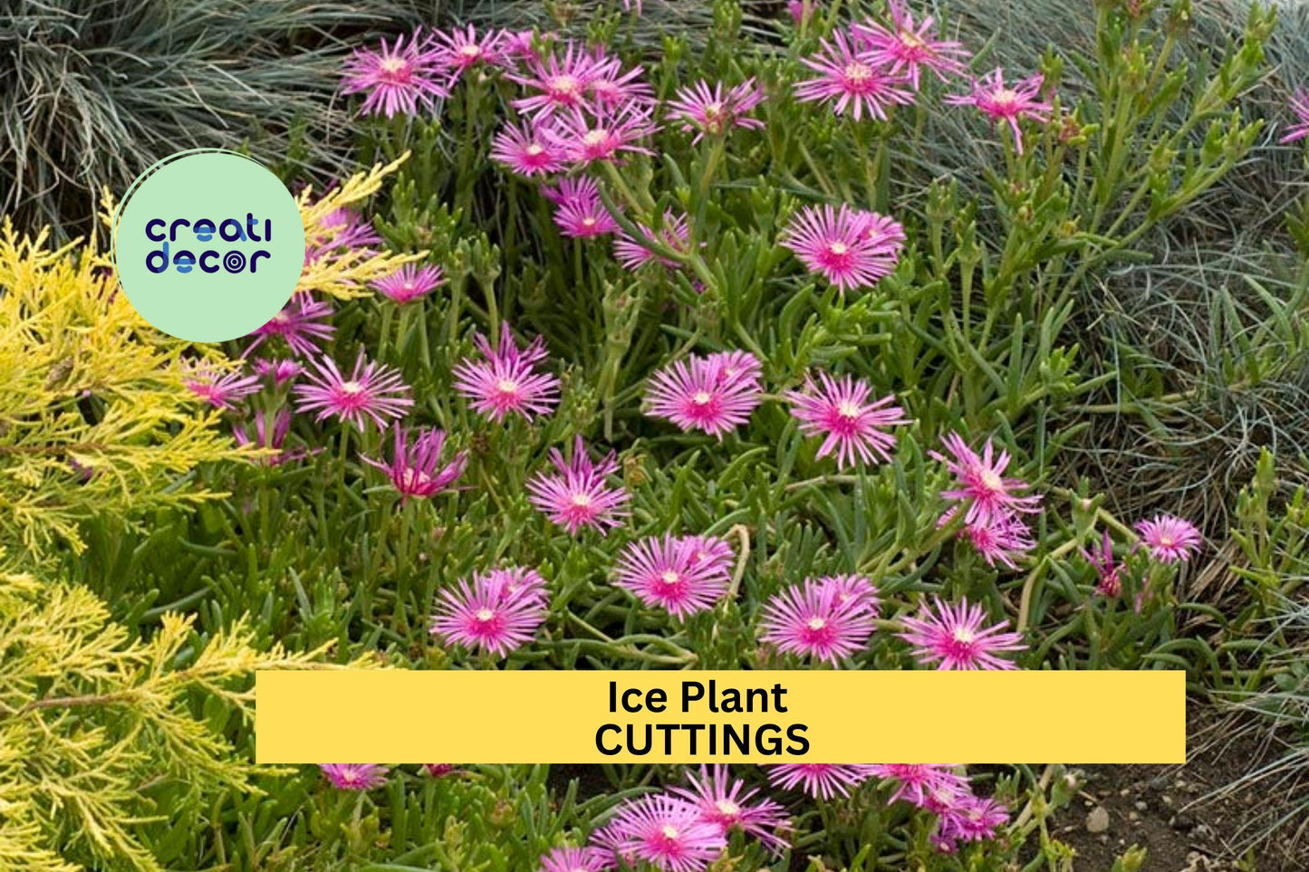 Magenta Ice Plant Cuttings (5) | Delosperma Cooperi | Hardy Ground Cover | Drought-Tolerant Succulent | Unrooted Starter Set
