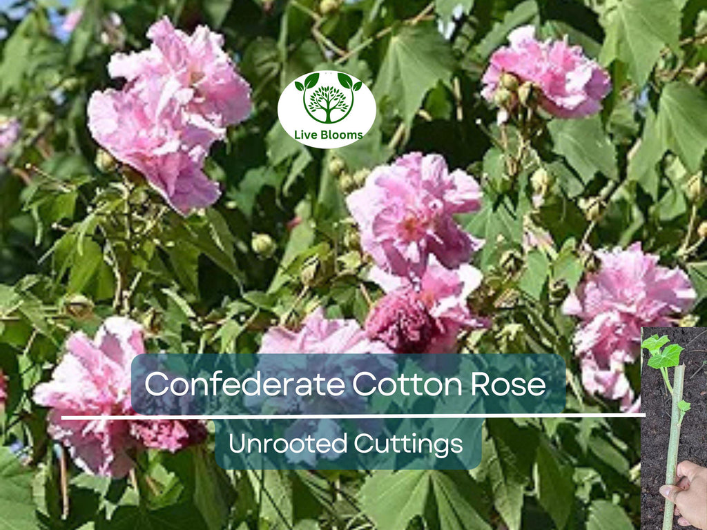 4 Confederate Cotton Rose Unrooted Cuttings - Hibiscus mutabilis, Color Changing Flowers, Hardy, Unique Flowering Plant, Flowering Cutting