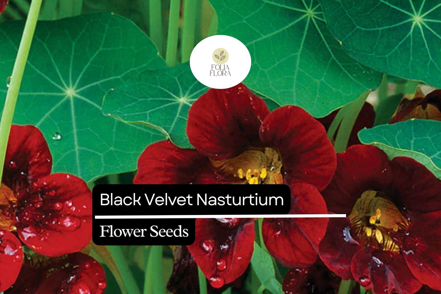 Black Velvet Nasturtium (Tropaeolum majus) – Striking Dark Flowers, Edible Blooms, Ideal for Gardens and Containers
