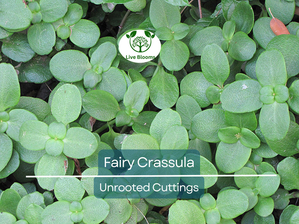 3 Fairy Crassula Succulent 3" Unrooted Cuttings - Crassula Multicava, Calico Kitten, Easy Care Houseplant, Rare Succulent for Gardening
