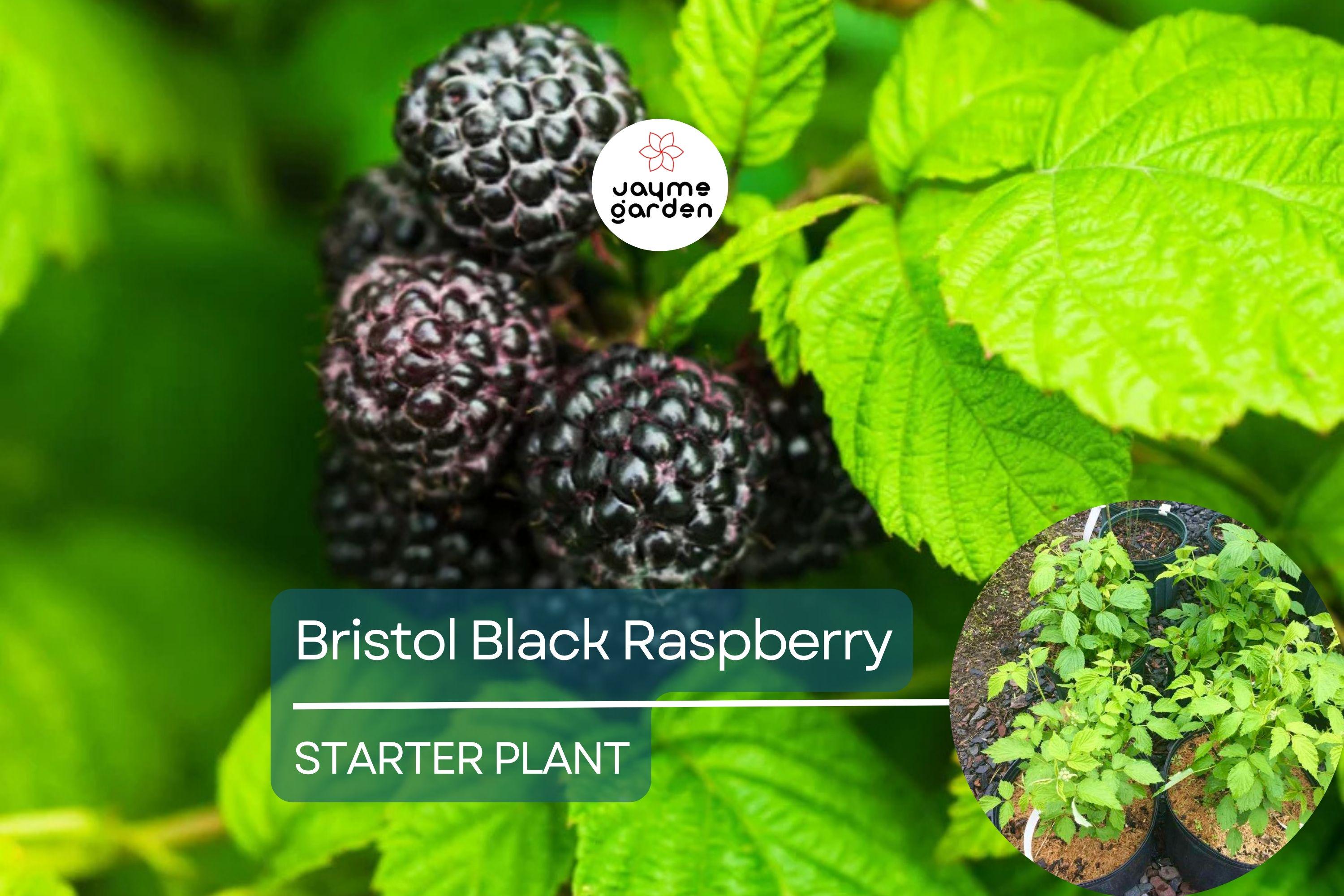 1 Raspberry Bush Live Plant – Sweet Raspberries, High-Yield Starter Plant for Home Gardens, Self-Fertile & Easy to Grow
