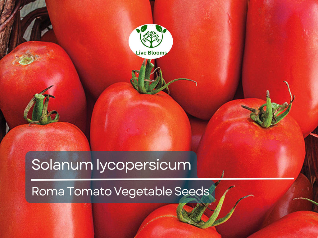 100 mg Roma Tomato Seeds - Solanum lycopersicum | Heirloom Paste Tomato for Planting, Gardening and Cooking | Ideal for Sauces & Canning