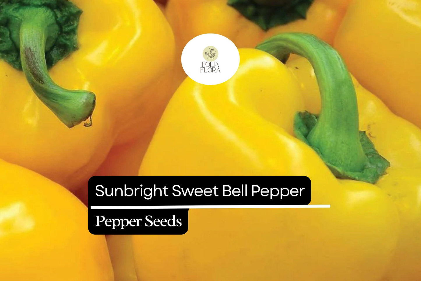 20 Sunbright Sweet Bell Pepper Seeds – Capsicum annuum – Yellow Bell Pepper, Non-GMO, Heirloom, Mild & Sweet Flavor