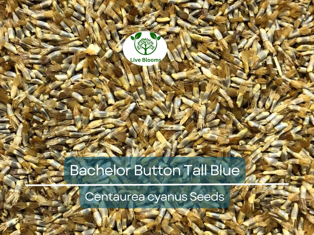 400 Cornflower Seeds, Bachelor Button Tall Blue, AAS Winner, Heirloom, Non-GMO, Vibrant Blue Flowers, Pollinators, Garden Blooms