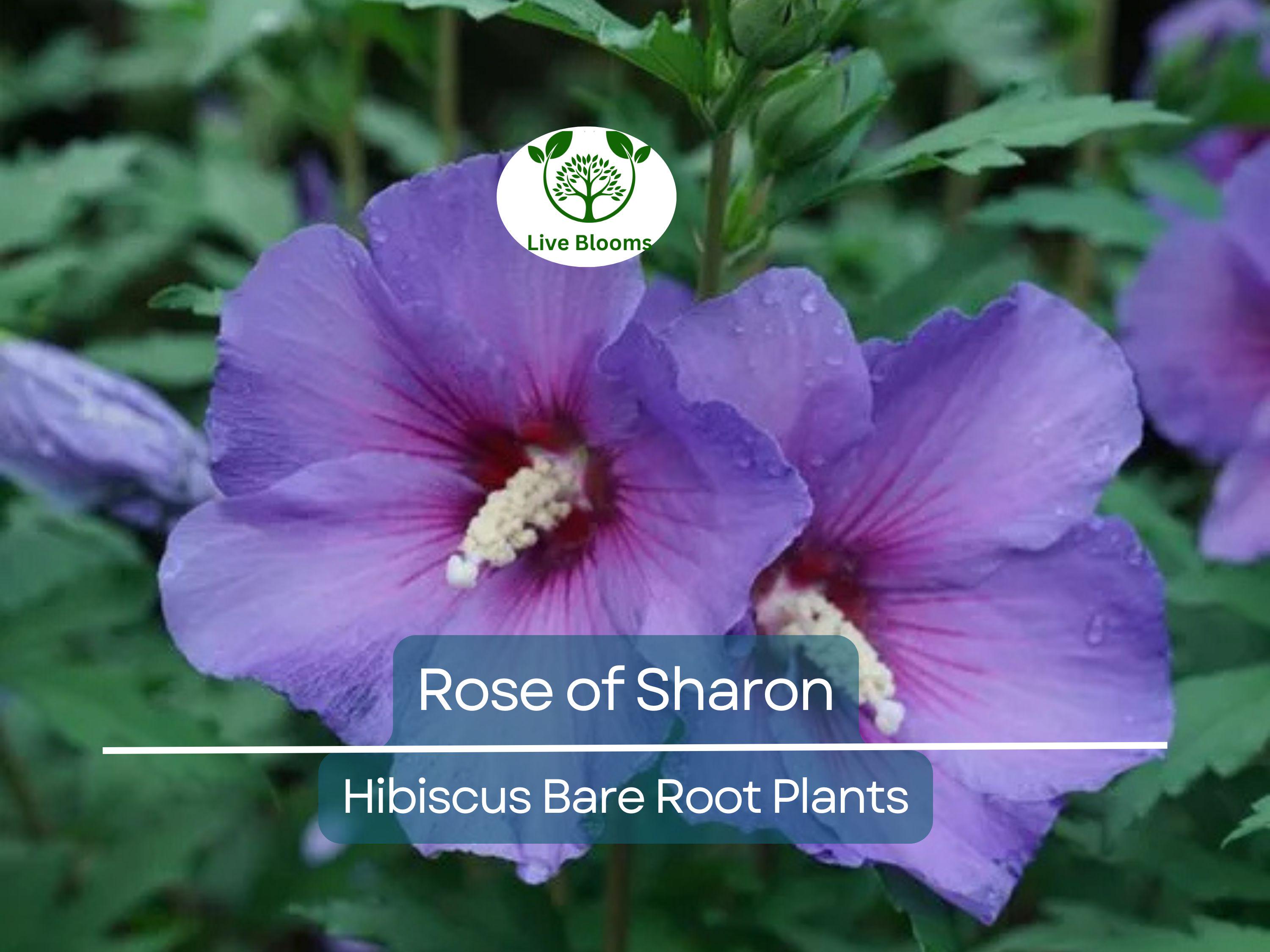 2 Rose of Sharon Plants – Hibiscus syriacus 10–18" Tall Bare Root Shrubs, Hardy Flowering Bushes for Garden, Hummingbird Friendly
