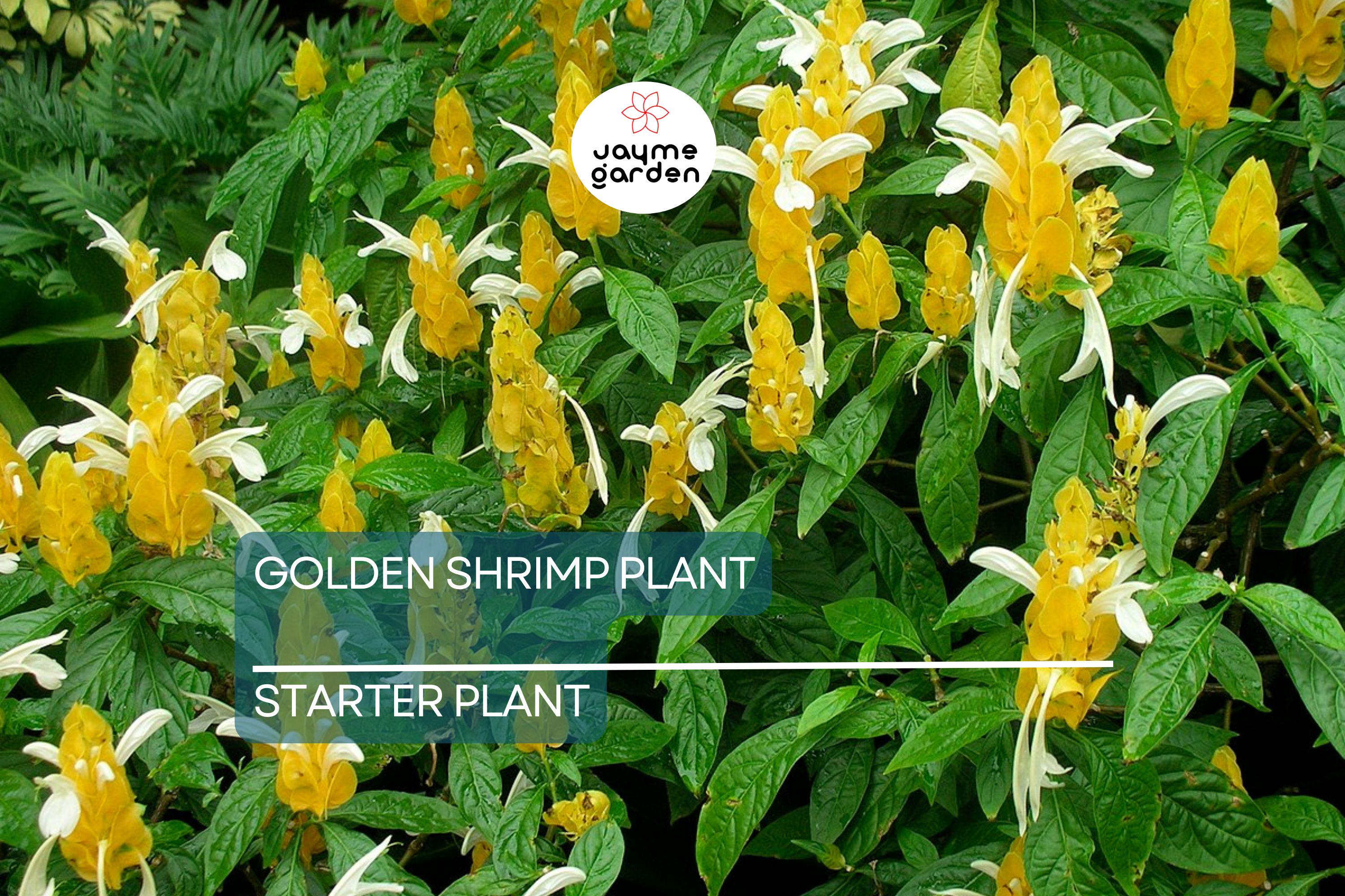 Golden Shrimp Plant Starter - Justicia brandegeana, Pachystachys lutea - Live Rooted Shrub Seedling, Yellow Blooms, Easy Care Plant