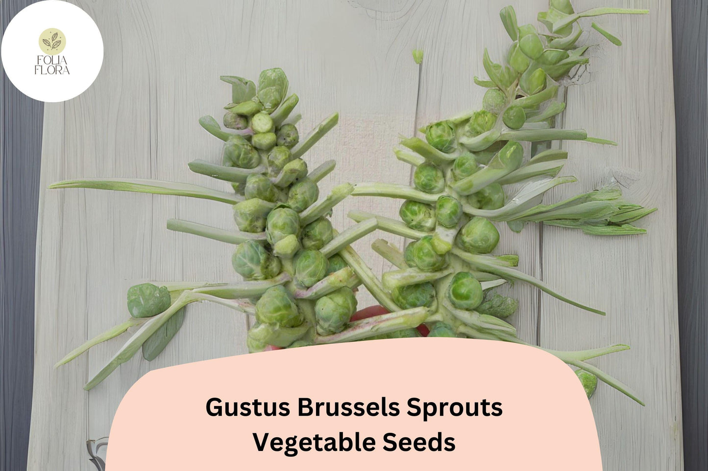 500+ Gustus Brussels Sprouts Seeds | Brassica oleracea | High-Yield Hybrid Sprout Variety | Bulk Garden Vegetable Seeds