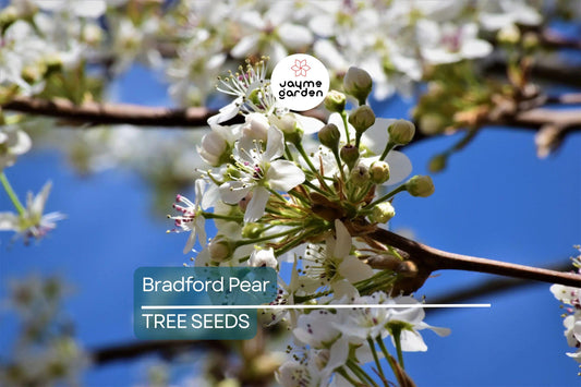 20 Bradford Pear Tree Seeds (Pyrus calleryana) – Fast Growing, 50ft Ornamental, Cold Hardy to Zone 4